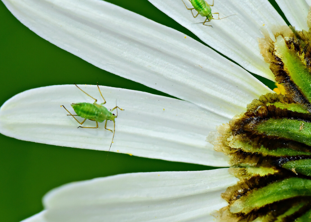 Be on the lookout for pests